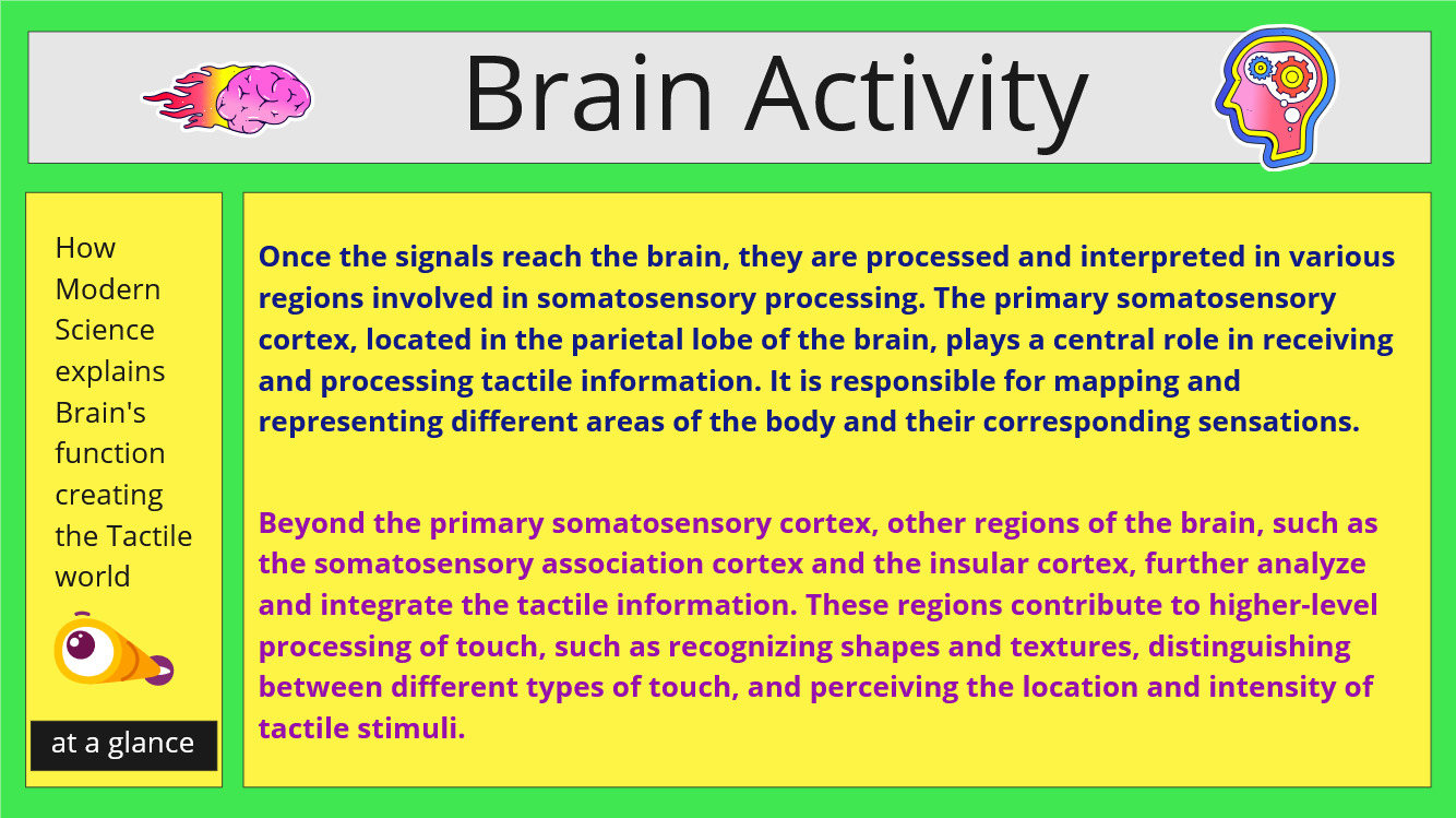 brain activity and tactile sensation