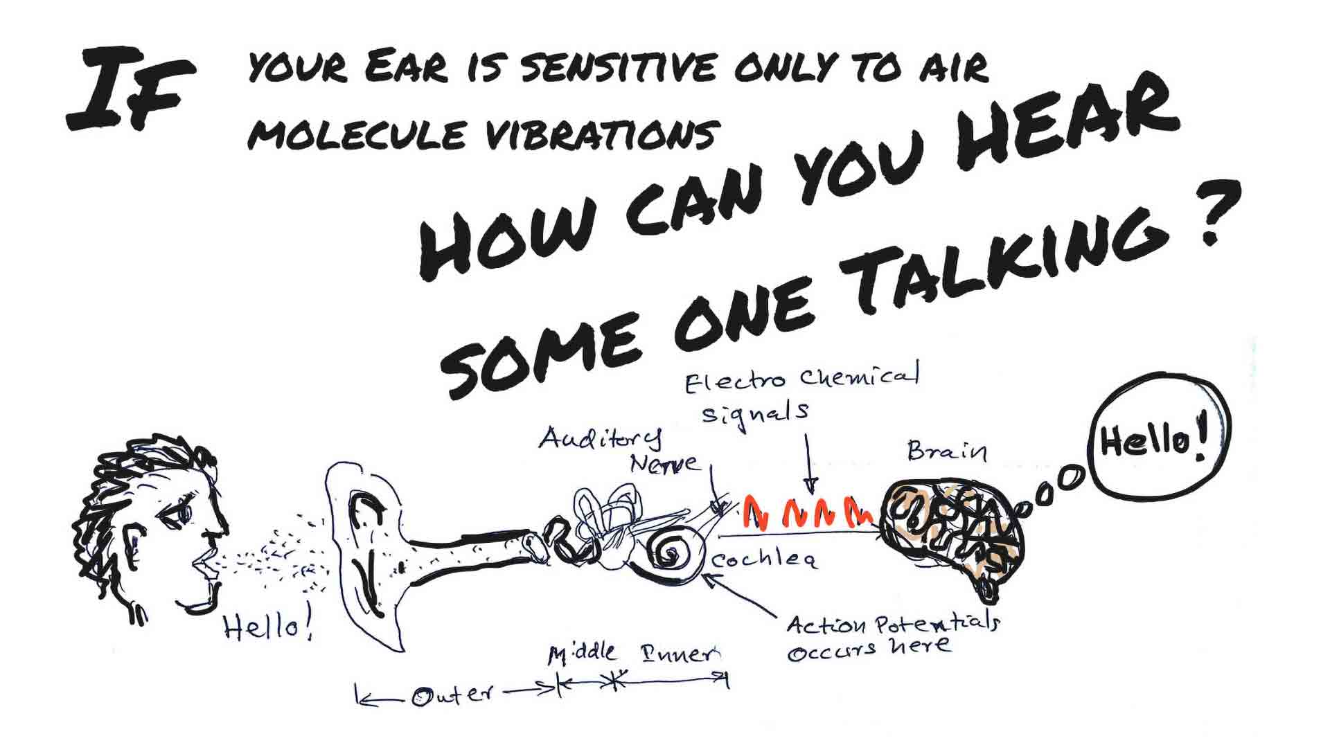 the main stages of your auditory world