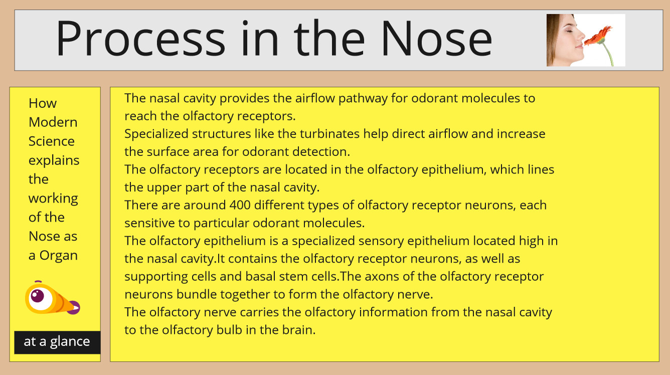 process inside nose